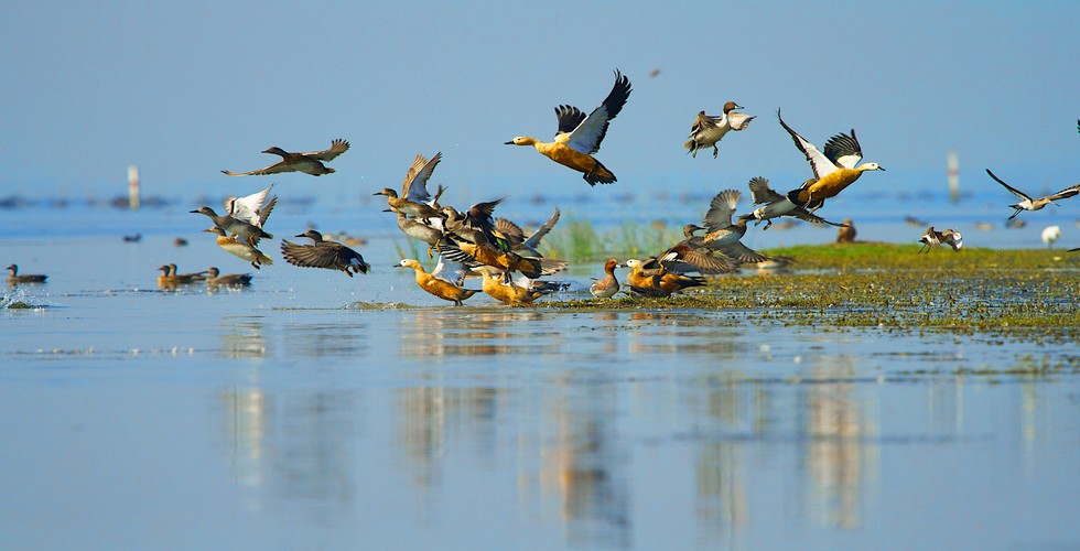 https://d3r8gwkgo0io6y.cloudfront.net/upload/chilika-lake 2.jpg